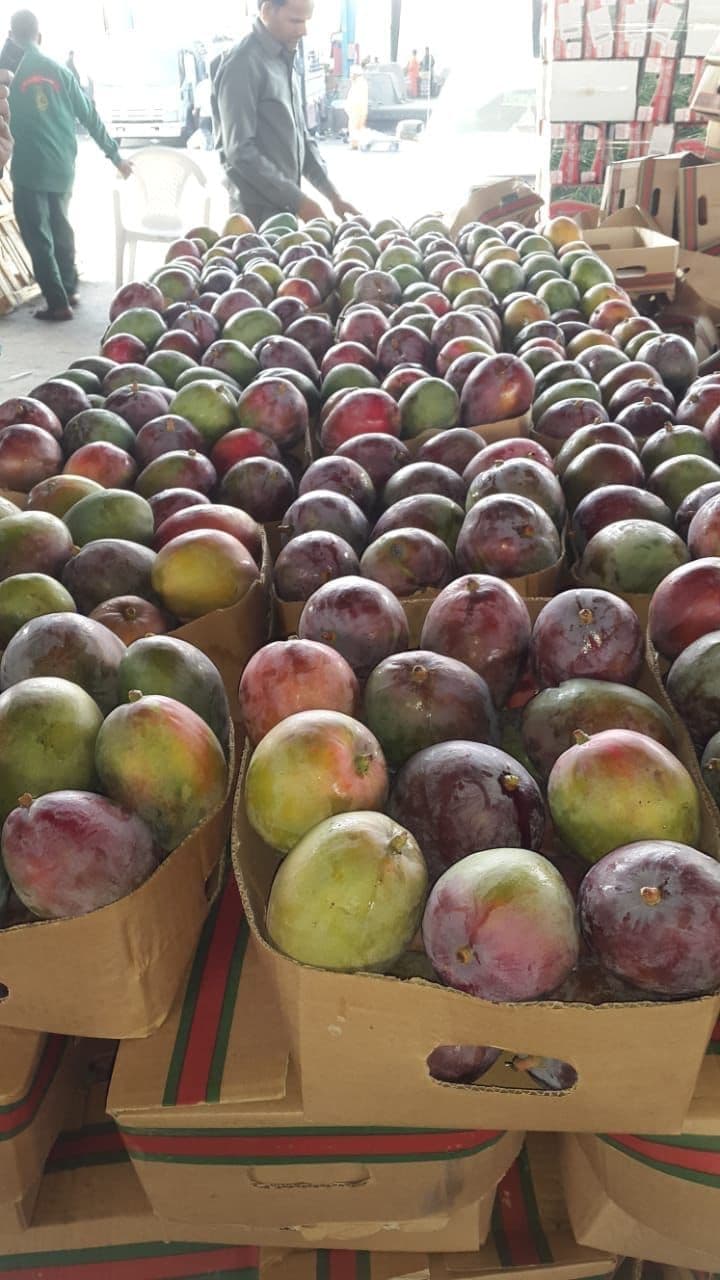 Mangoes (مانجو / Mangoes)