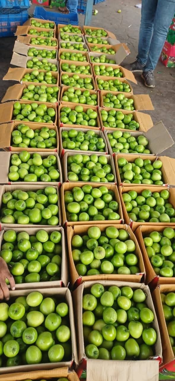 Jujube (عبري / Jujube)