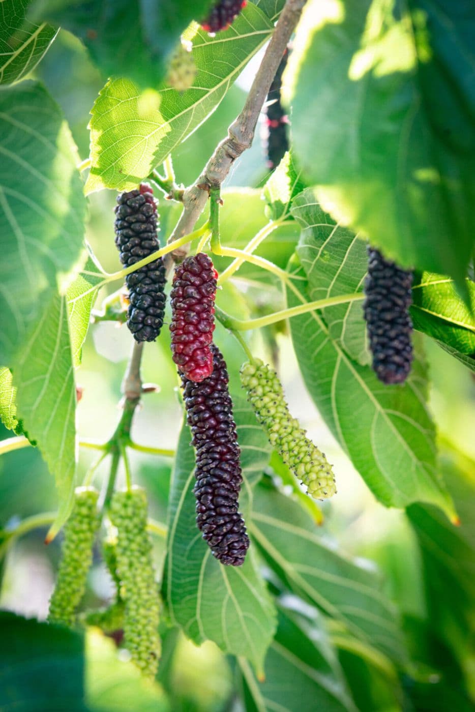 Mulberries (توت / Mulberry)