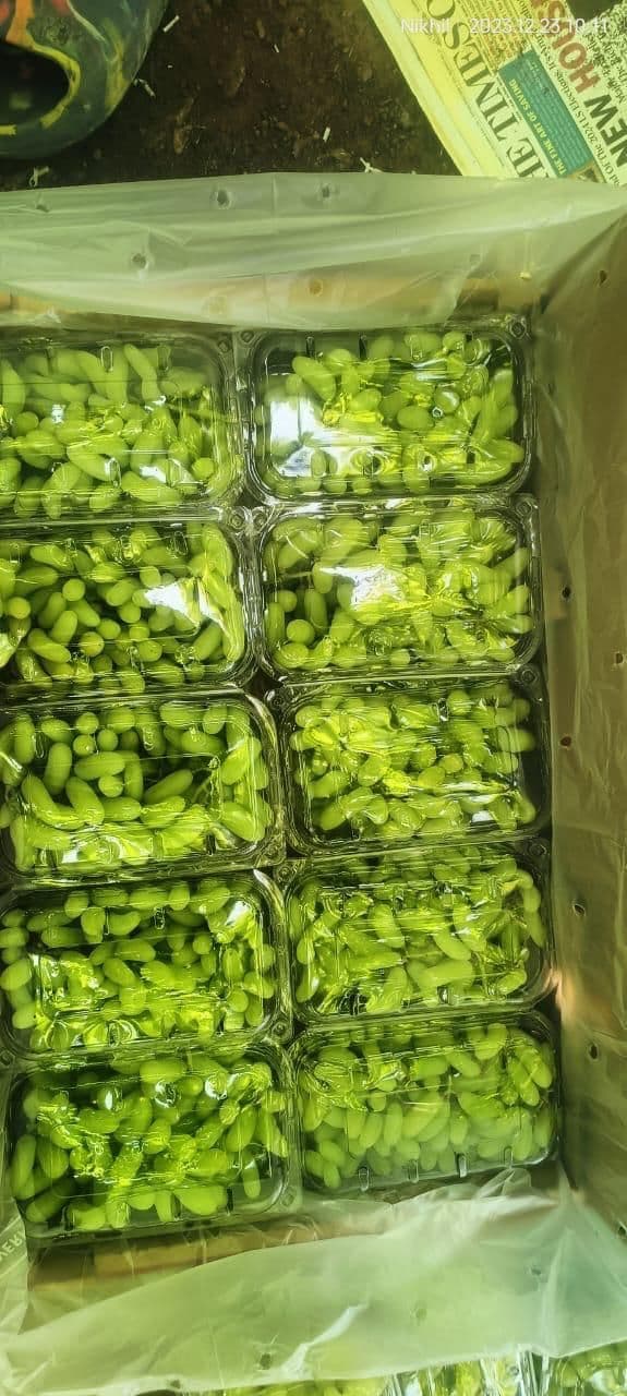Grapes (عنب / Grapes)